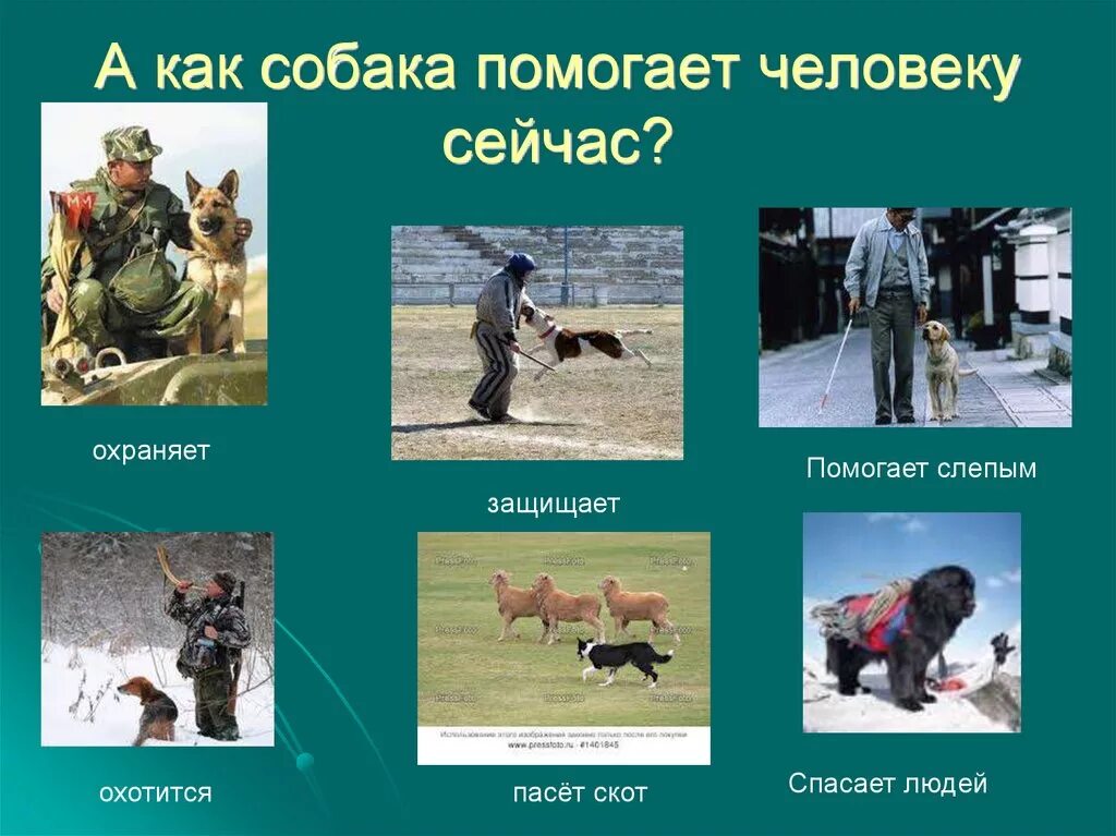 Как животные помогают человеку. Как собака помогает человеку. как животные помогают человеку старшая группа конспект занятия. животные помогают людям.