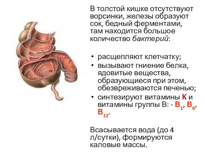 Расщепление веществ в кишечнике. В толстом кишечнике отсутствуют. толстый кишечник расщепление. что расщепляется в толстом кишечнике. расщепление в толстом кишечнике.