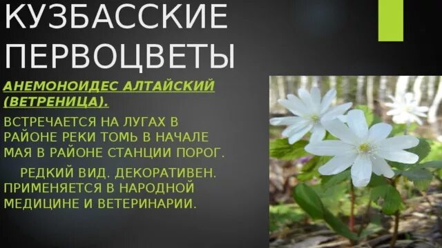 Листовка первоцветы кузбасса. Первоцветы Кемеровской области. Первоцветы Кузбасса для дошкольников. Редкие первоцветы. Редкие виды первоцветов.