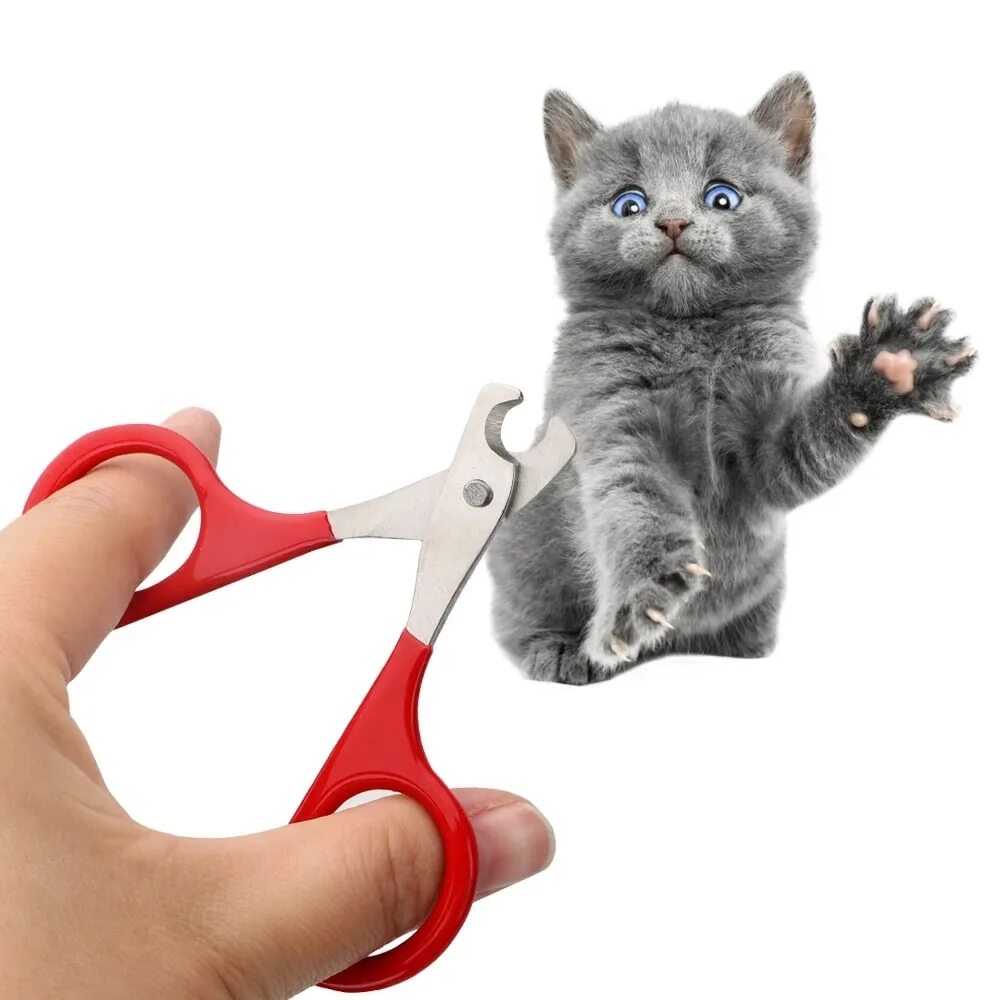 Машинка для кошек купить. Ножницы для кошек. Ножницы для когтей кота. Ножницы для стрижки когтей коту. Кот с ножницами.