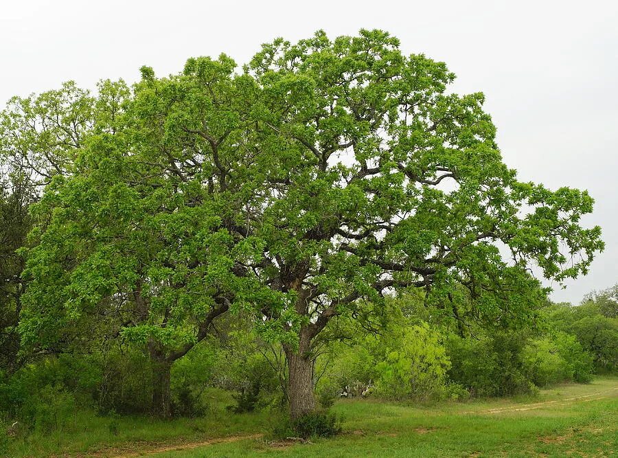 Дуб какой род. Дуб монгольский дерево. Дуб Сибирский. Дуб Дальневосточный. Quercus mongolica.