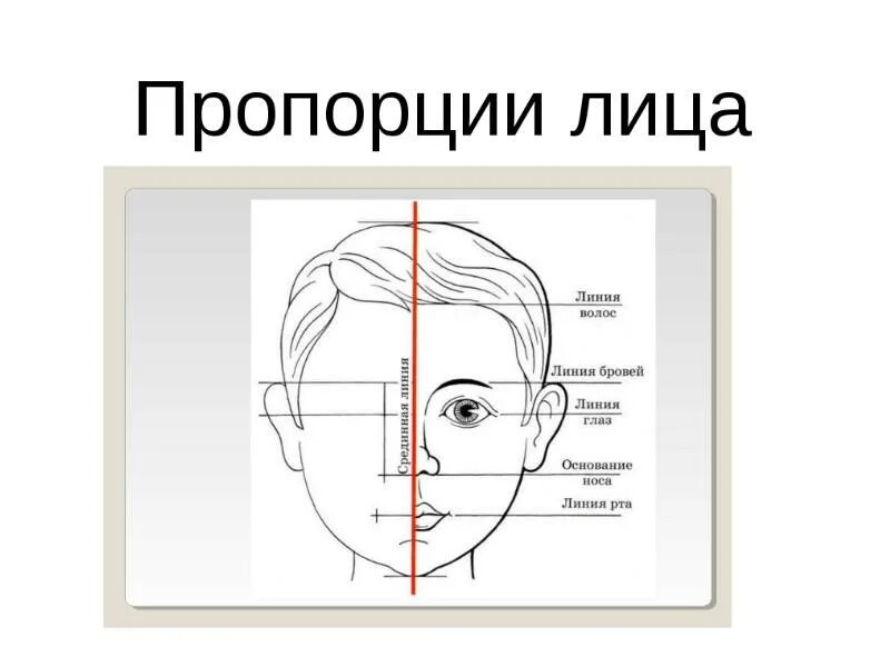 Лицо часть головы человека. Пропорции лица. Пропорции головы и лица человека. Конструкция головы. Конструкция головы человека.