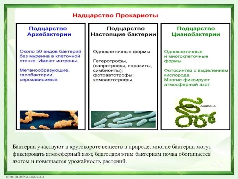 Выход прокариот на сушу. Классификация бактерий настоящие бактерии. Бактерии бациллы цианобактерии. Бактерии прокариоты. Бактерии цианобактерии архебактерии.