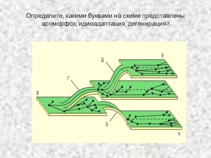 Примеры идиоадаптации и общей дегенерации. Направления эволюции ароморфоз идиоадаптация дегенерация. Пути эволюции ароморфоз идиоадаптация. Основные направления эволюции ароморфоз идиоадаптация дегенерация. Схема соотношений между ароморфозом идиоадаптацией и дегенерацией.