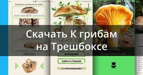Приложение распознающее грибы