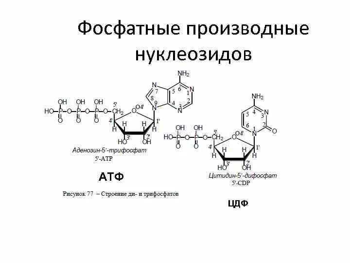 Нуклеотид вируса. Нуклеотиды-макроэрги ( ЦДФ).. Формулы нуклеотидов и нуклеозидов. Производные нуклеотидов. Нуклеотиды строение и номенклатура.