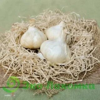 Кубань чеснок