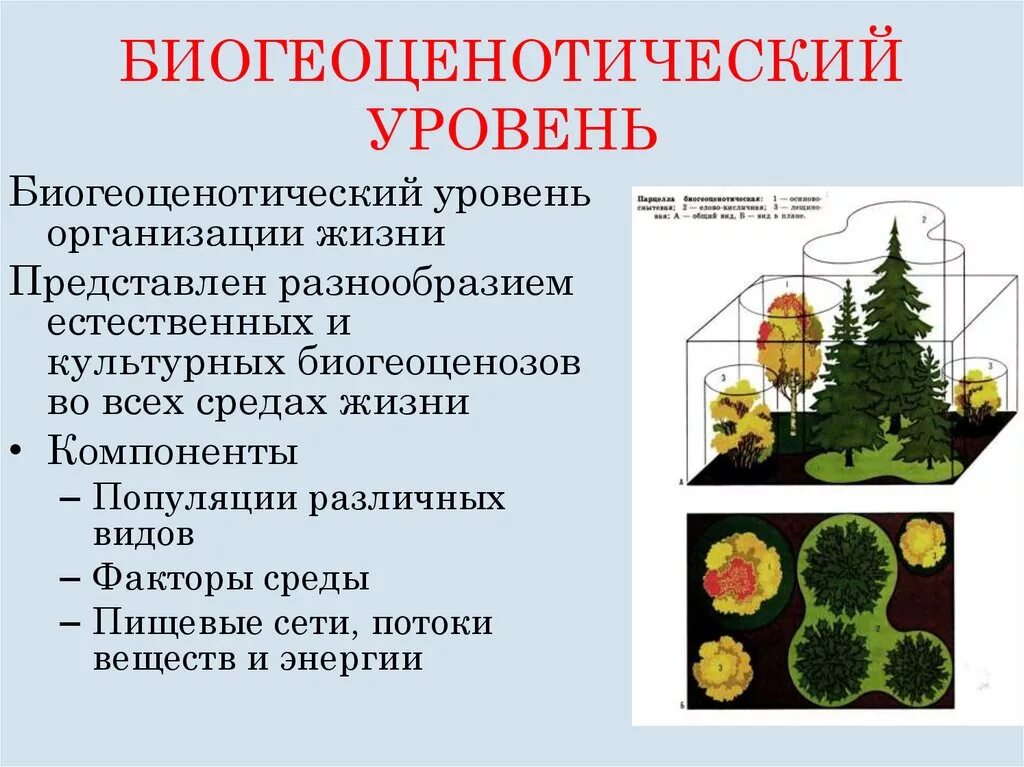 Биогеоценотический уровень организации живого. Уровни организации живого биогеоценозный. Уровни организации живой материи биогеоценотический уровень. Биогеоценотический уровень организации живой материи.