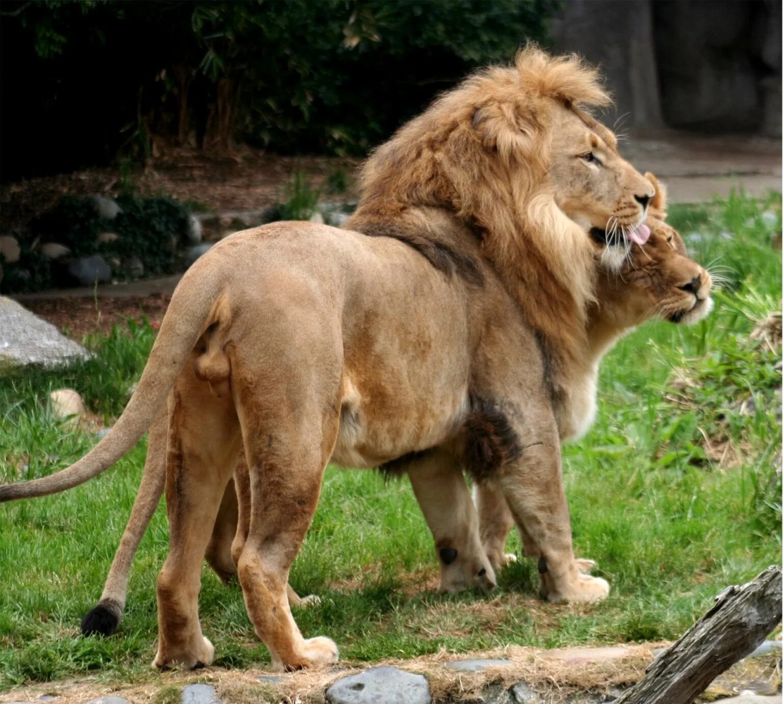 Трансваальский Лев. Конголезский Лев. Лев самец. Европейский Лев.