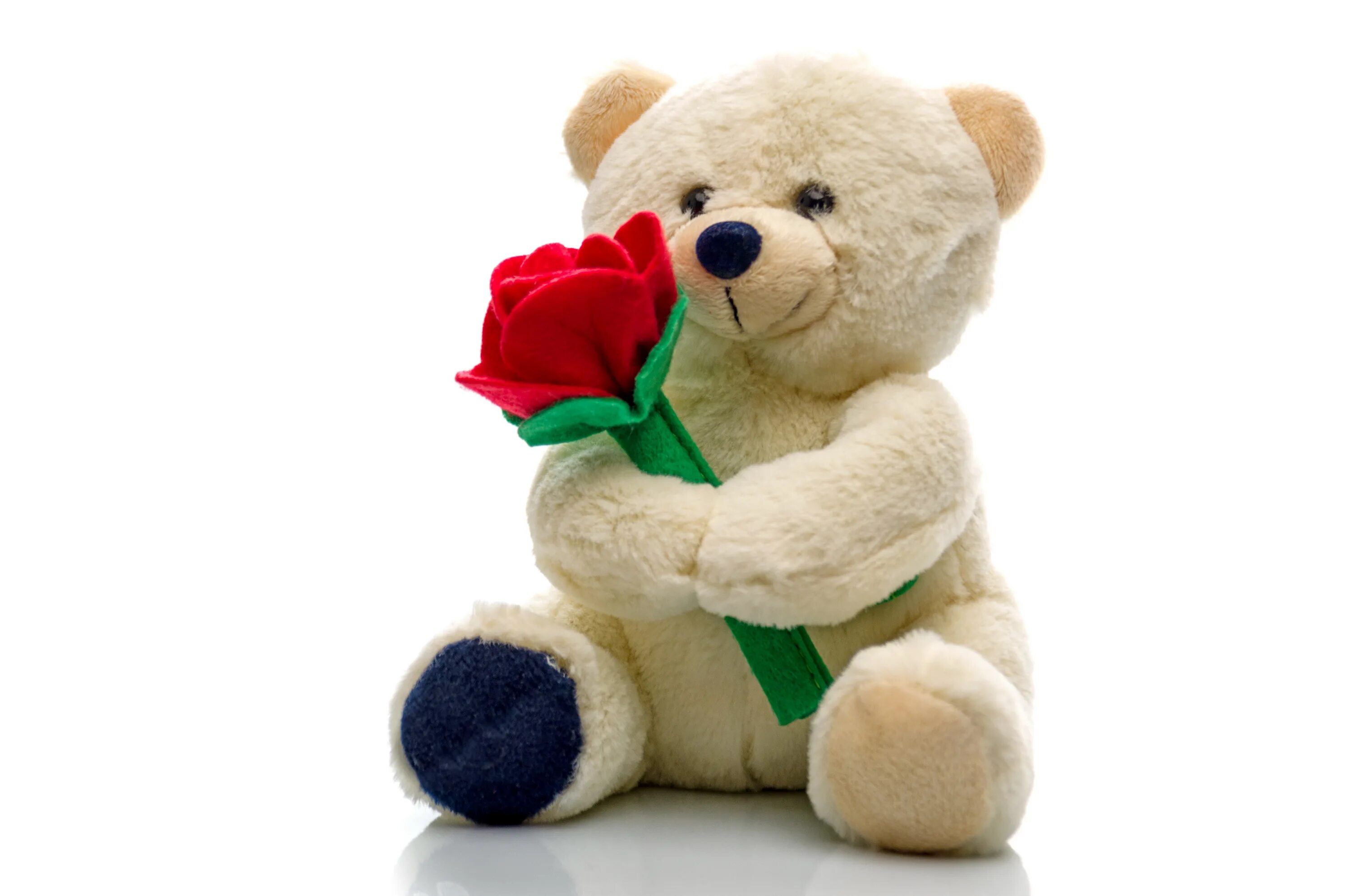 Teddy bear colors