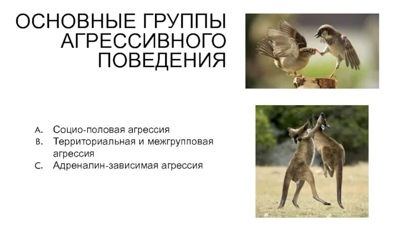 Межгрупповая агрессия. Ругань в коллективе. Причины возникновения межгрупповых конфликтов. Межгрупповые отношения примеры. Business meetings phrases.