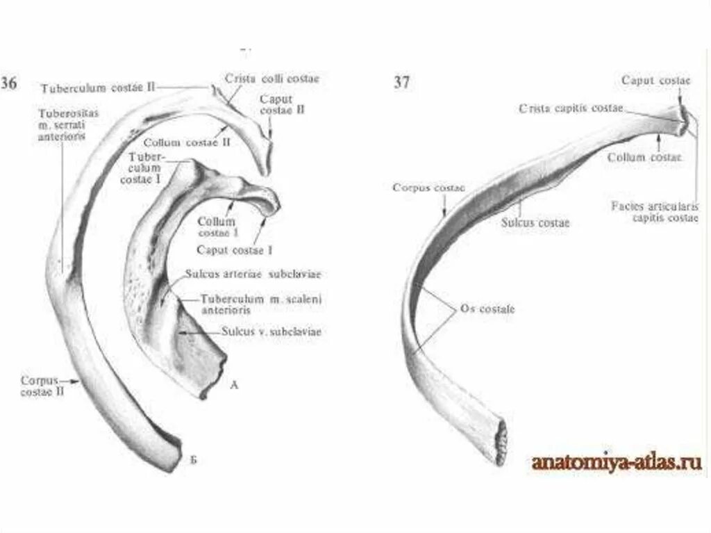 Сужение на латыни. Ребро анатомия человека Синельников. Строение ребра на латыни. Ребра человека анатомия строение рисунок. Строение костного ребра.