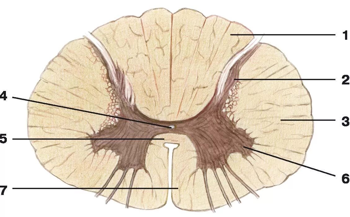 Как выглядит спинной мозг на поперечном. Поперечный разрез спинного мозга. Срез спинного мозга анатомия. Поперечный разрез спинного мозга анатомия. Белое вещество спинного мозга поперечный разрез.