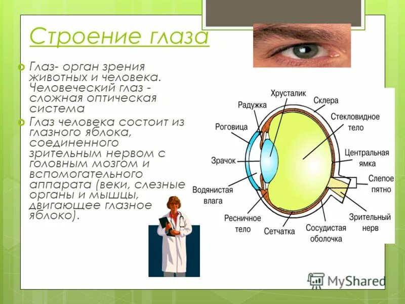 Особенности строения органа зрения. Орган зрения анатомия строение. Органы чувств анатомия глаз. Строение и функции органа зрения человека. Строение глаза.