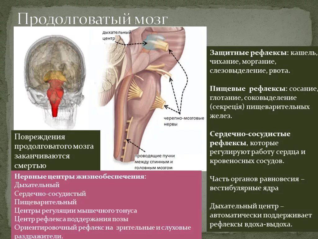 Капилляр щитовидной железы продолговатый мозг. Защитный центр продолговатого мозга. Функции центров продолговатого мозга. Рефлексы продолговатого мозга. Защитные рефлексы продолговатого мозга.