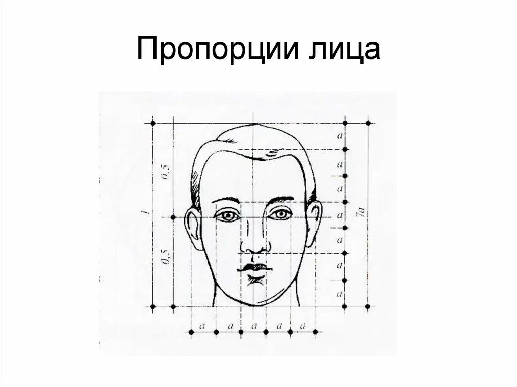 Лицо часть головы человека. Пропорции лица человека для рисования сбоку. Портрет по пропорциям. Основные пропорции лица человека. Пропорции Лива.