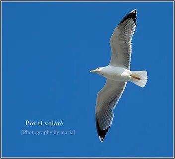 Volare cantare