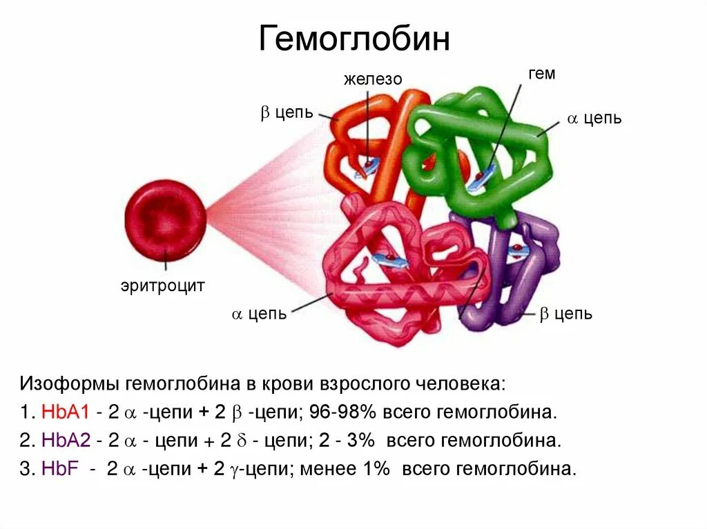 Полипептидные цепи гемоглобина а1. Строение Альфа цепи гемоглобина. Структура полипептидных цепей гемоглобина. Строение бета цепей гемоглобина.