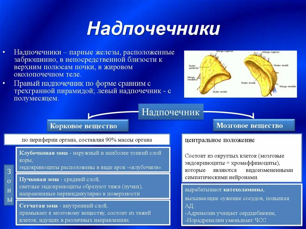 Парной железой является. Надпочечники это парные железы. Внутренний слой надпочечников. Функциональная анатомия надпочечников. Надпочечники презентация.