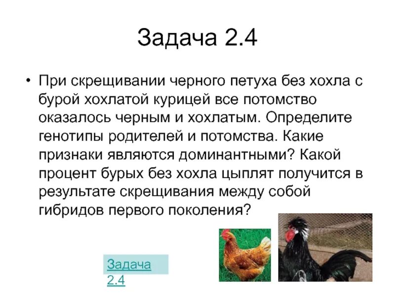 При скрещивании черного петуха без хохла. При скрещивании чёрного петуха. Скрещивание кур. Черный хохлатый петух скрещен.