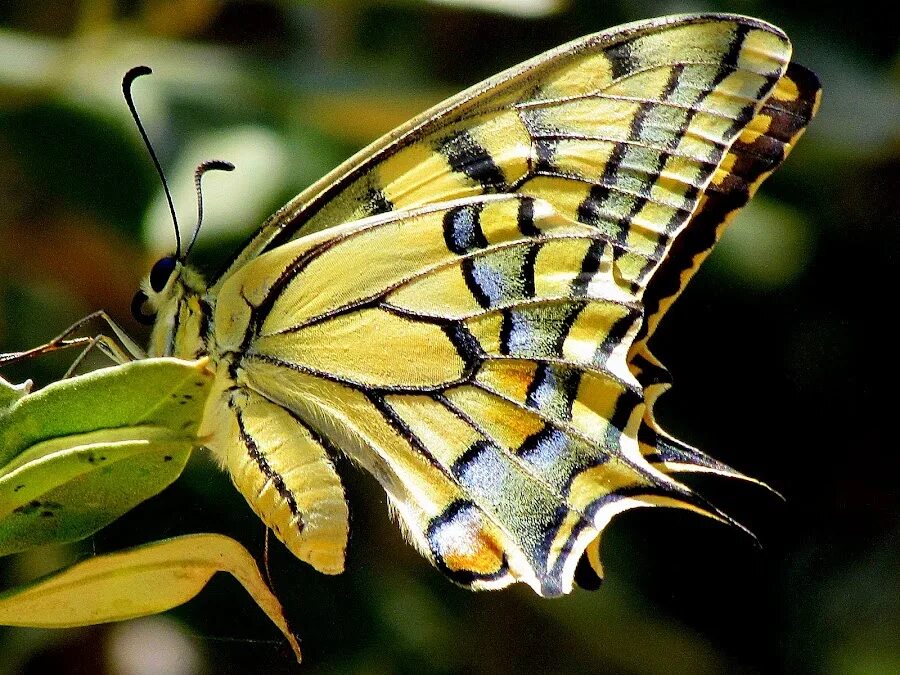 Цветы похожи на крылья бабочек. Чешуекрылые Махаон. Махаон из семейства парусников. Махаон дневная бабочка из семейства парусников. Бабочек из семейства огнёвок.
