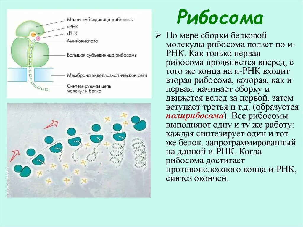 Рибосома процесс впр. Процесс рабиосрма. Рибосома РНК. Движение рибосомы по РНК. Рибосома процесс.