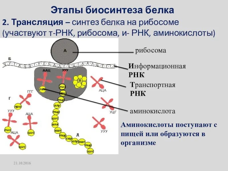 Этапы трансляции биосинтеза белка. Трансляция Биосинтез этапы синтеза белка рибосомы. Этапы трансляции биосинтеза белка схема. Трансляция 2 этап биосинтеза белка.