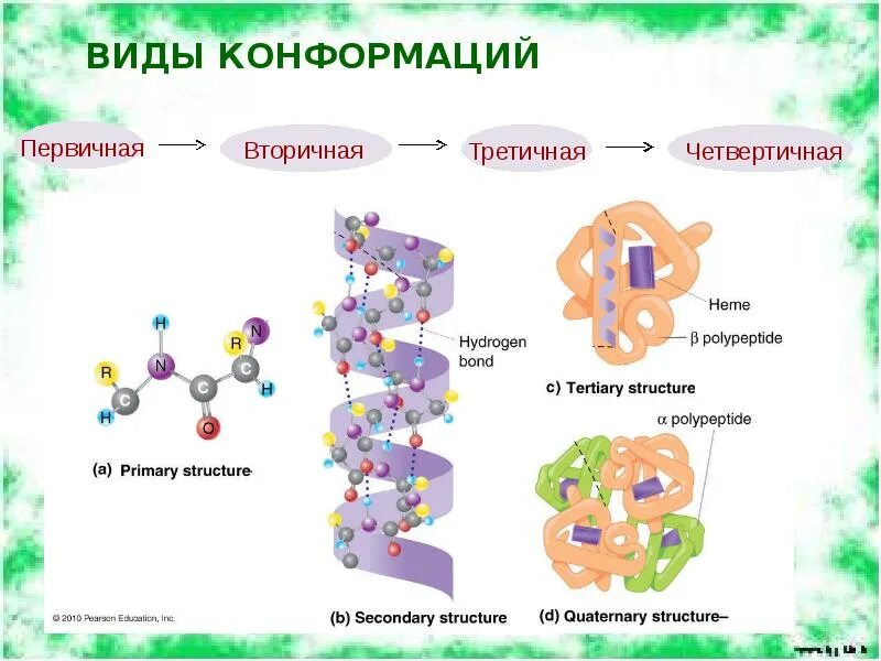 Изменение конформации. Конформационные изменения белков. Виды конформаций. Конформация виды. Конформационные изменения.