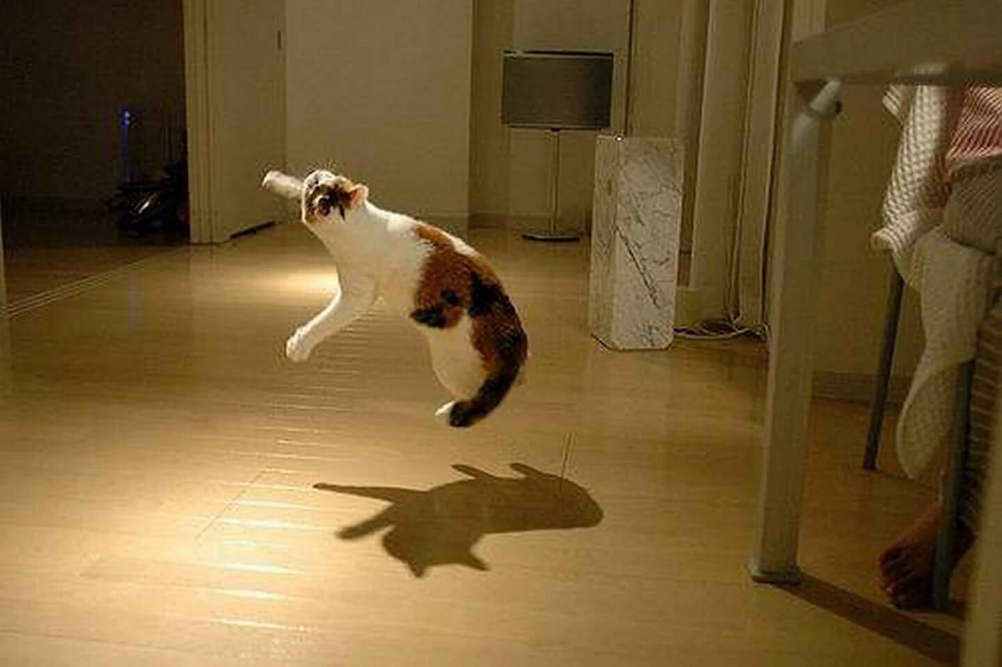 Кот бегает по квартире. Кот прыгает. Кошка бегает по дому. Коты носятся по квартире.