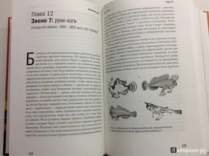 Книга звенья