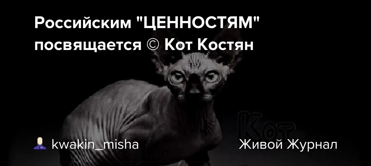 Кот костян кот костян. Блоггер кот костян. Кот костян кот костян. Кот костян последнее 2022. Кот костян дзене.