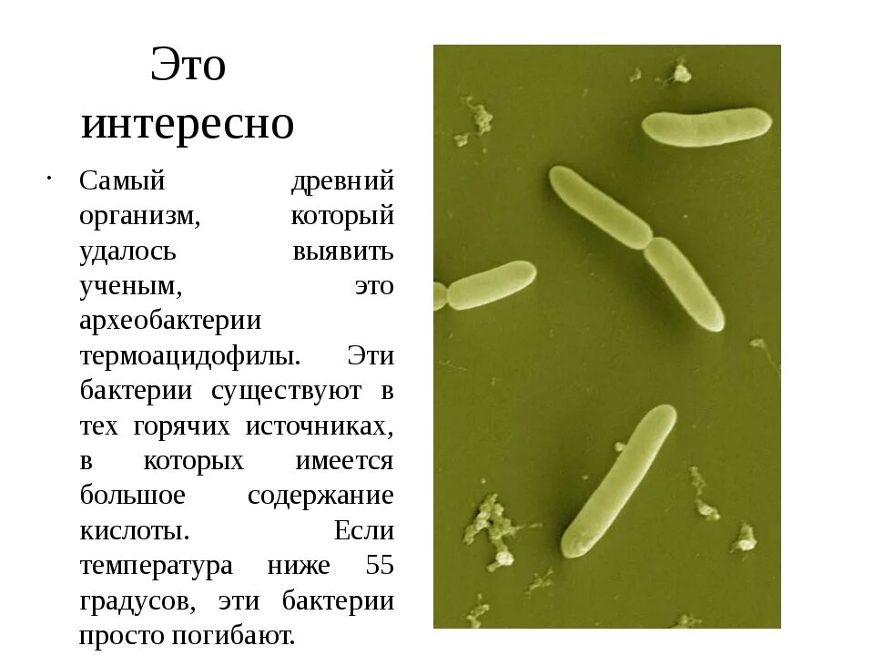 Бактерии сообщение кратко. Интересные факты о бактериях. Интересные бактерии. Факты о микробах. Интересные факты о микроорганизмах.