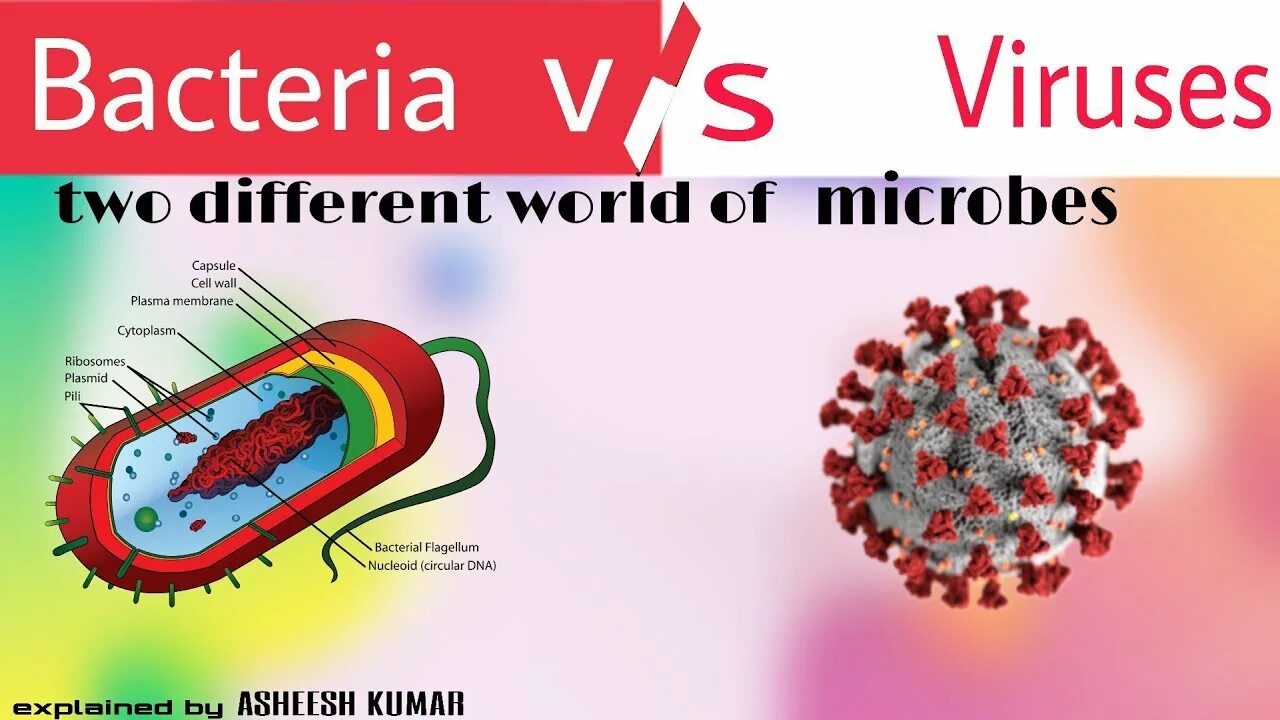 Бактерии vs вирусы. Size of virus and bacteria. Virus versus bacteria in Size. Vakteria and virus. Virus vs virus