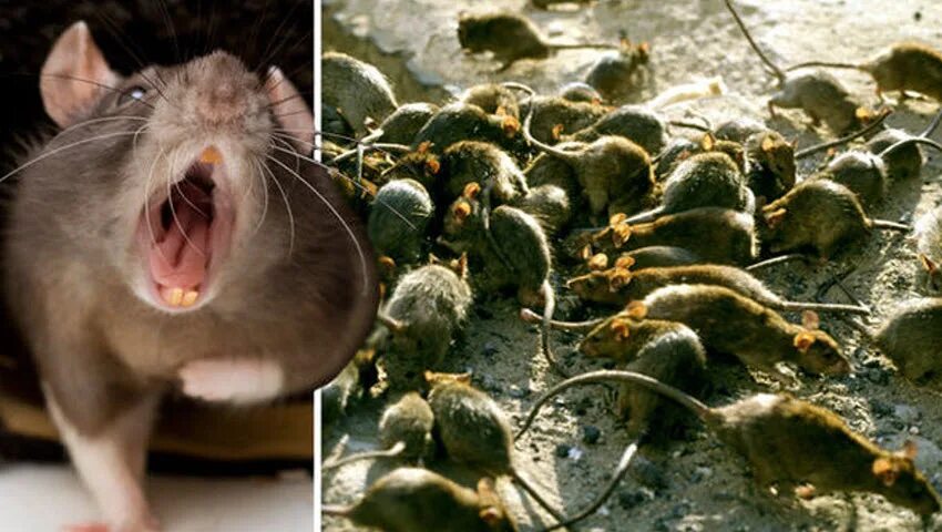 Чупакабра козий вампир. Крыса дамбо фазз. Крысята дамбо сфинкс. Клонированные мыши. Мутации крыс.