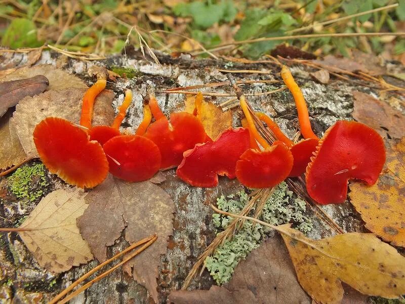 Саркосцифа алая полезные свойства. Hygrocybe coccinea. Гигроцибе алая. Гигроцибе Багряная гриб. Гигроцибе красная.