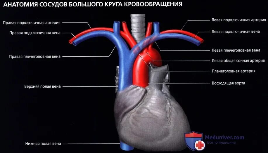 Кровеносные сосуды грудной клетки. Анатомия грудной клетки сосудов сосуды. Нормальная лучевая анатомия сердца и крупных сосудов. Кровоснабжение грудной клетки. Возьмите высокий сосуд в боковой