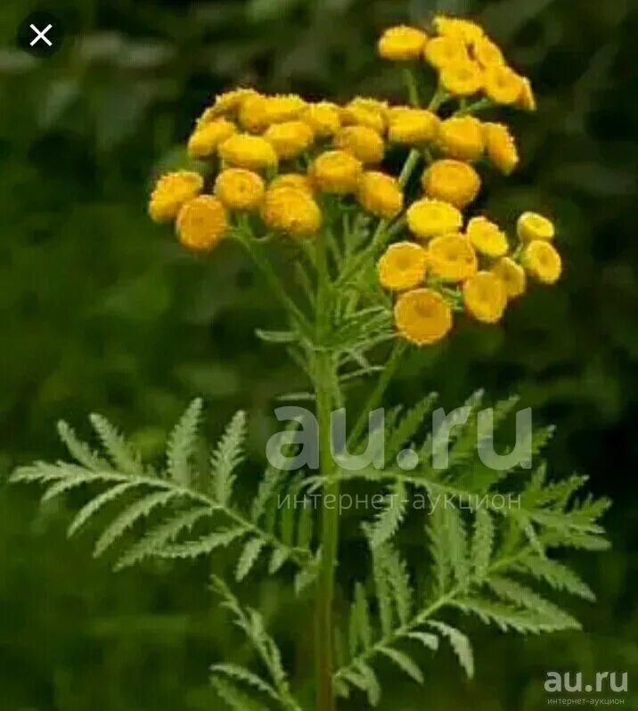 Как выглядит пижма трава фото. Сем. Пижма обыкновенная (tanacetum vulgare). Пижма соцветие. Пижма обыкновенная (tanacetum vulgare l.