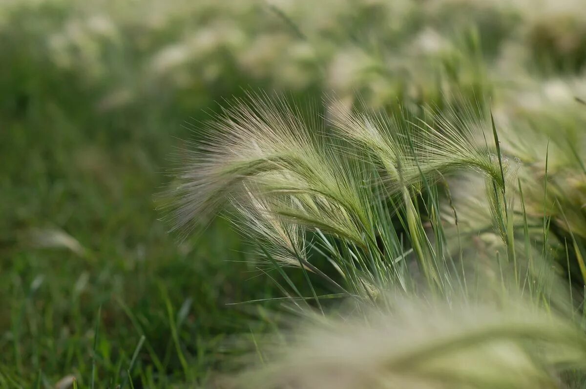 Соответствующее название ковыля. Ковыль перистый (Stipa pennata). Ковыль Дальневосточный. Ковыль перистый (Stipa pennata l.). Ковыль в Сибири.