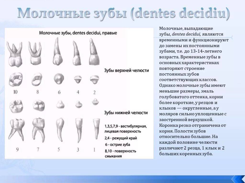 Молочная пятерка зуб. Строение молочного резца. Строение молочных нижних моляров. Строение молочного зуба резца. Резец временный строение зуба.