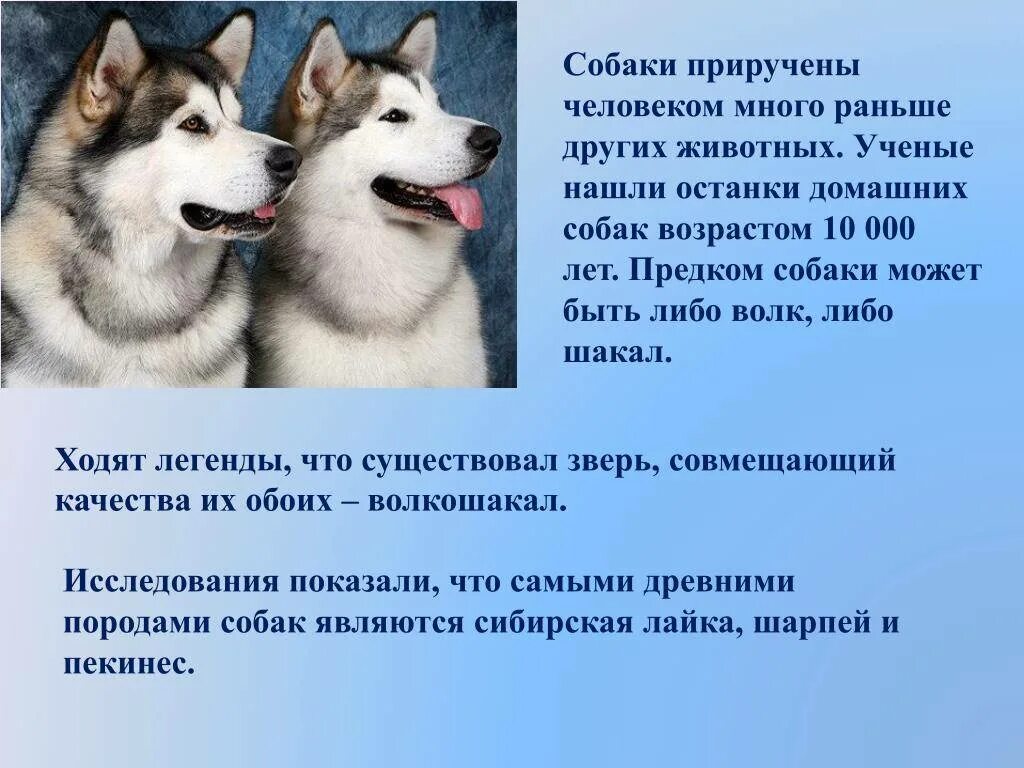 Год собаки история. Приручение собаки. Одомашнивание собаки. Животные которых одомашнил человек. Сообщение о одомашненном животном.