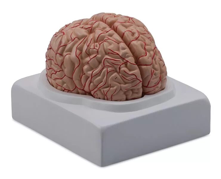 Мозг купить спб. Муляж головного мозга. Пластиковые мозги. Модель мозга.