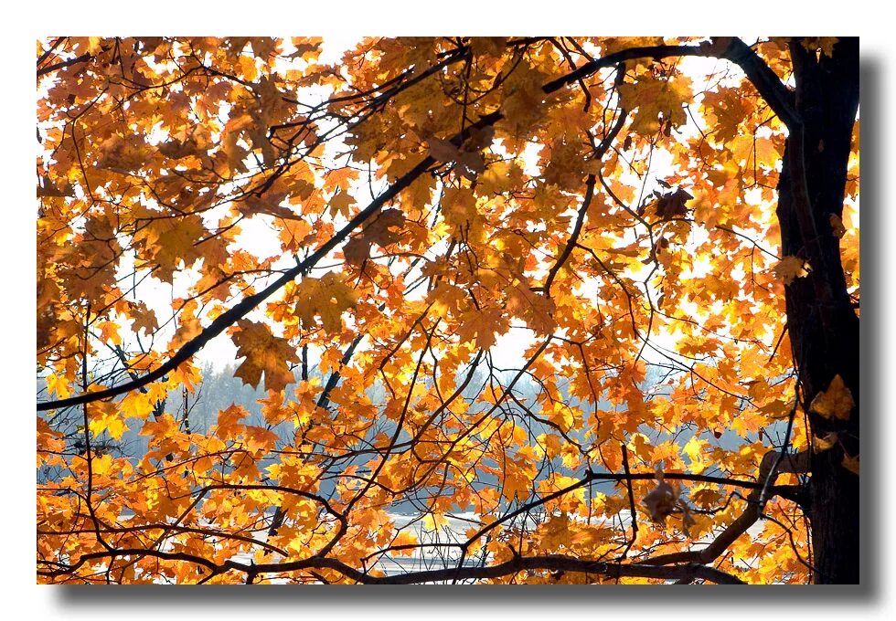 какой придет осень. осень пришла картинки. какой придет осень. вот и осень пришла. осень бабье лето.