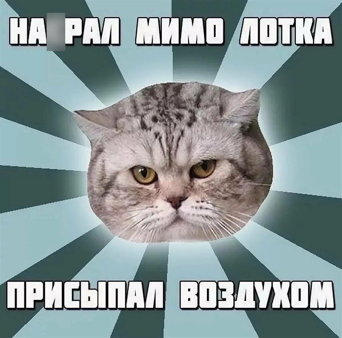 Мемы про котят. Мемы с котами. Мемы про котов. Кот Мем. Мемы с надписями.