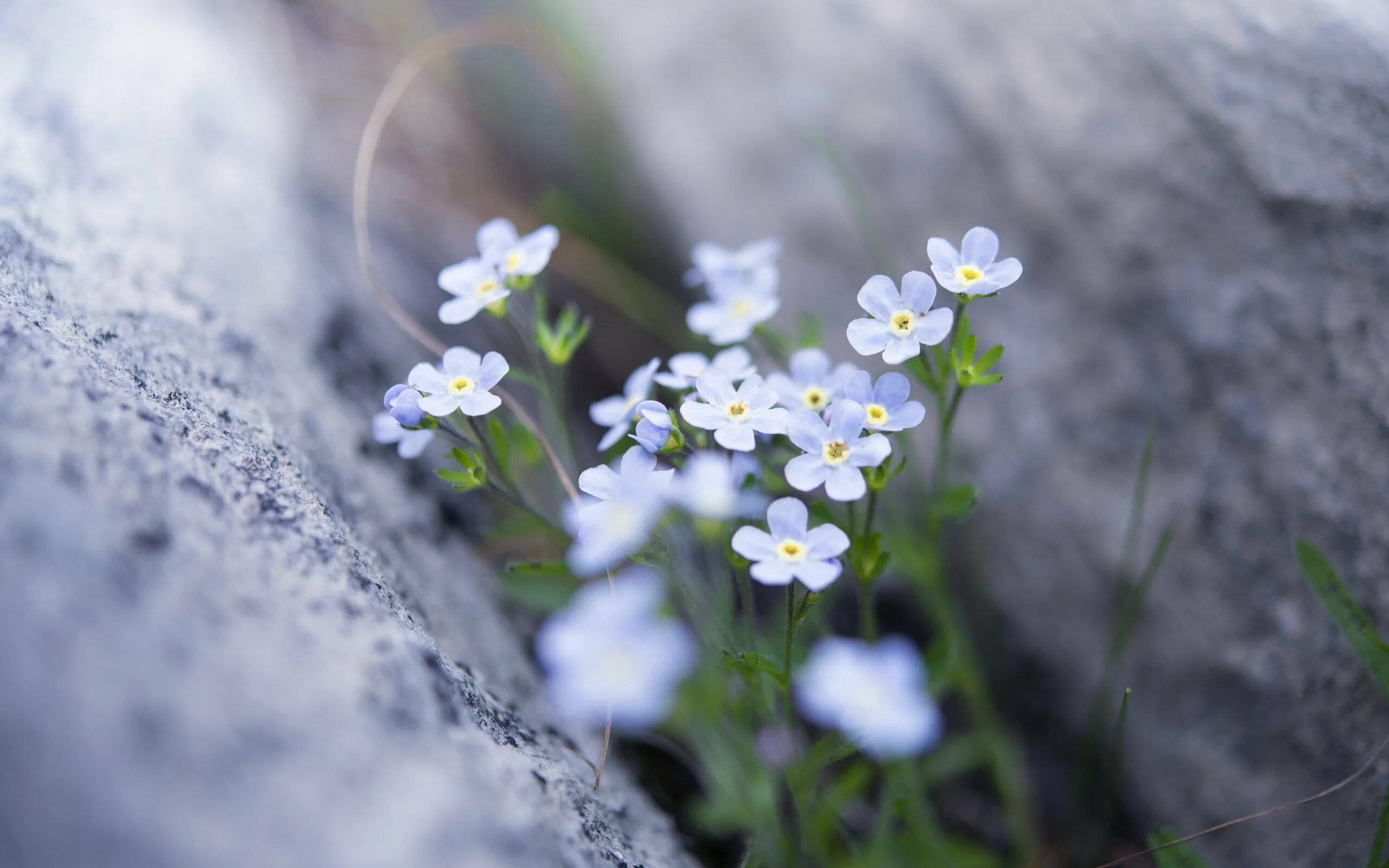 Ранние маленькие цветы. Незабудка цветок белая. Маленькие цветы. Мелкие цветочки. Нежные мелкие цветы.