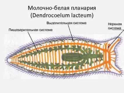 Пищеварительная нервная