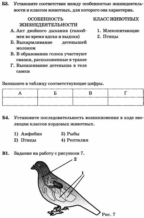 Класс птицы вариант 2. Класс птицы вариант 2