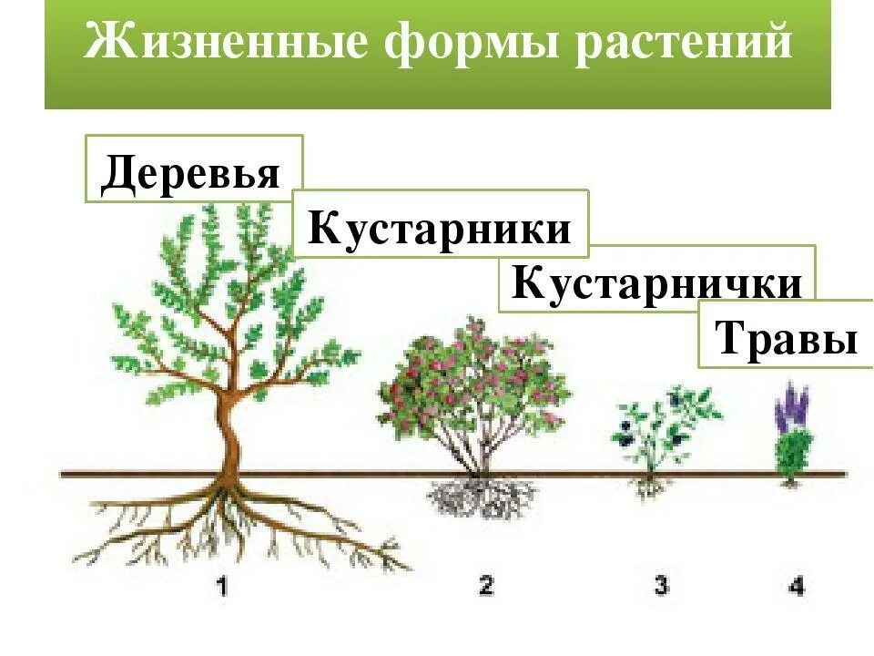 Древесные растения определение. Кустарники кустарнички полукустарники. Жизненные Форматы растений. Жизненные формы растений схема. Жизненная форма растений это в биологии.