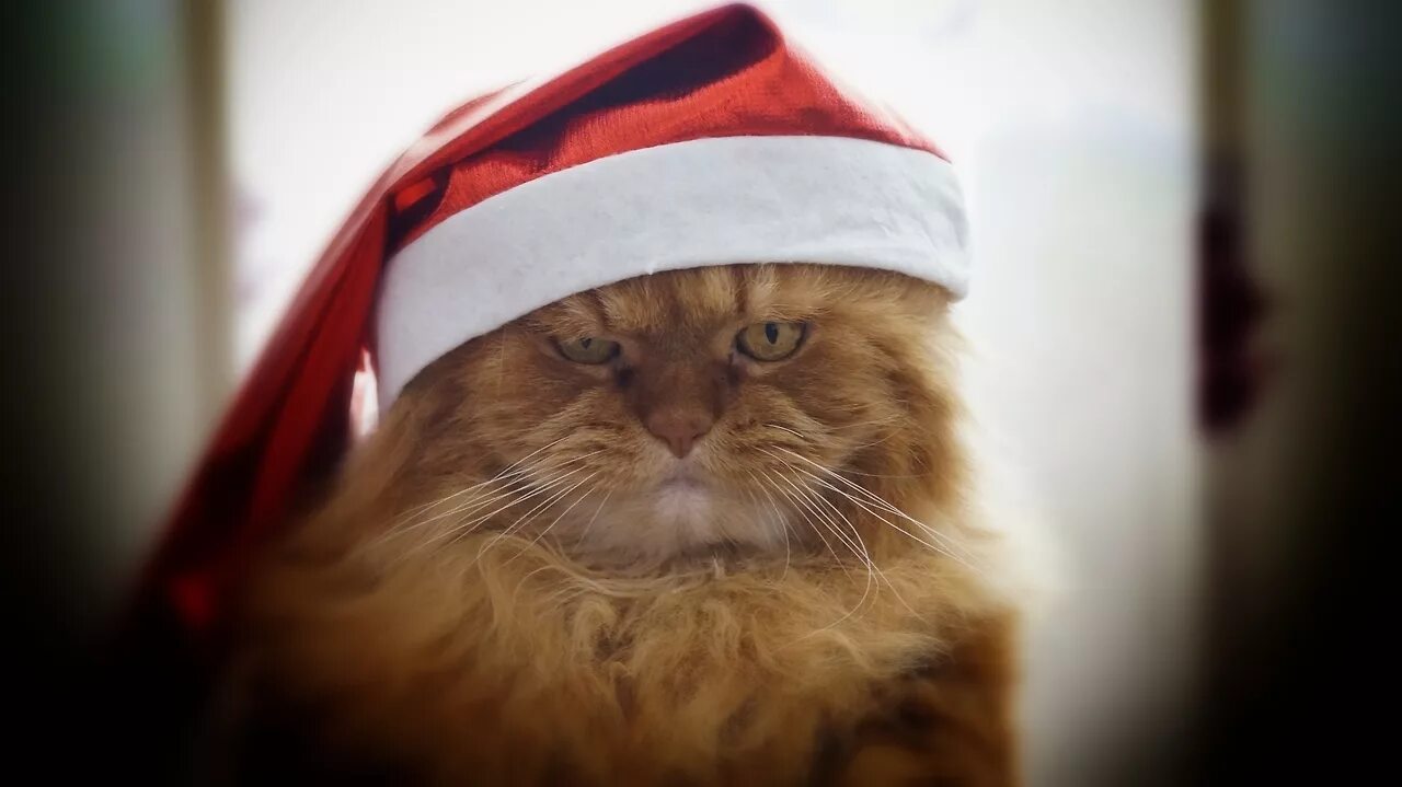 Кот в шапке мем. Рыжий кот в шапке. котик в шапке деда мороза. рыжий кот в новогодней шапке. кот в шапке санты.