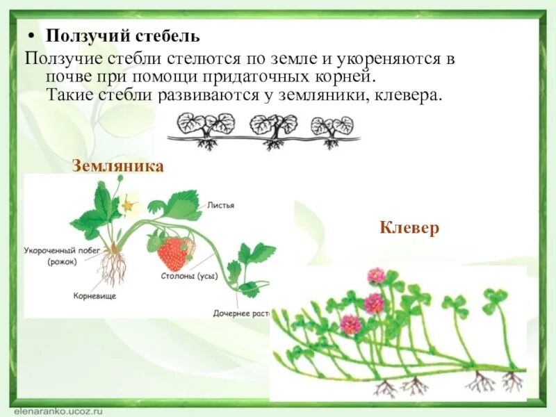 Растение имеющее ползучий стебель. Ползучий стебель. стелющиеся стебли. земляника ползучий стебель. земляника садовая стебель ползучий.