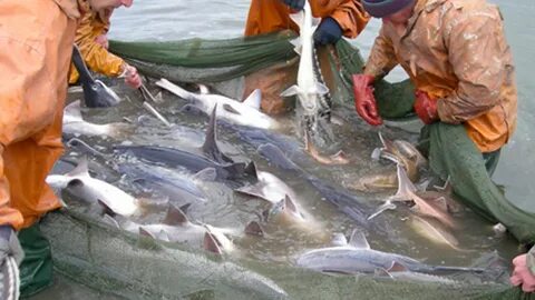 Әдемі неміс порно актрисасы